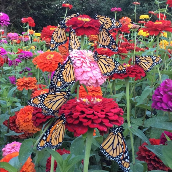 Our World and the awesome Joy We Share - Picture 16 of 16